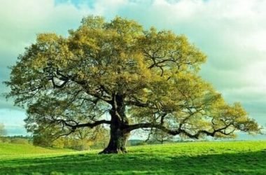 Quercia: caratteristiche e proprietà di questo albero secolare