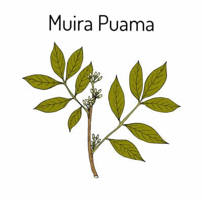 Muira puama: proprietà e controindicazioni dell’erba dell’amore