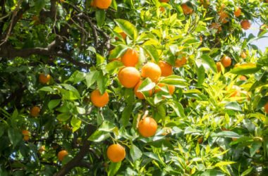 Sinefrina: proprietà e controindicazioni dell’estratto di Citrum Aurantium