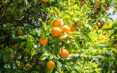 Sinefrina: proprietà e controindicazioni dell’estratto di Citrum Aurantium