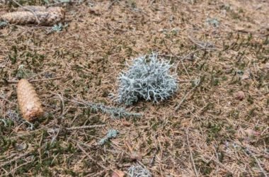 Lichene islandico: proprietà e utilizzi di questo lichene