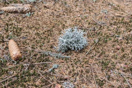 Lichene islandico: proprietà e utilizzi di questo lichene