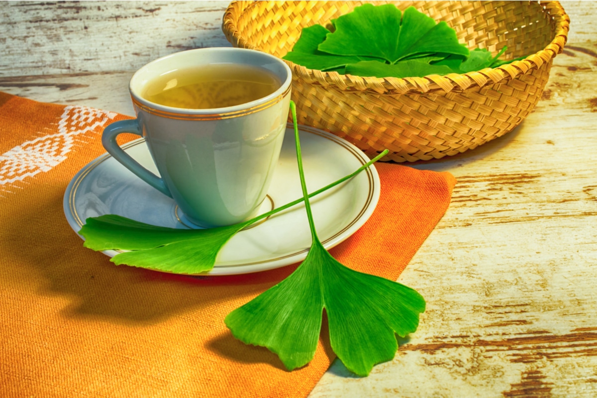 Ginkgo biloba: benefici e proprietÃ  di questo albero dal