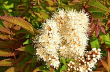 Spirea, un antidolorifico naturale per articolazioni, mal di testa e altri dolori