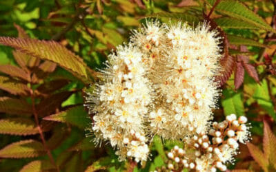 Spirea, un antidolorifico naturale per articolazioni, mal di testa e altri dolori