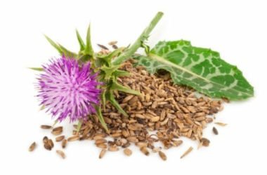Cardo mariano: proprietà, usi, ricette e controindicazioni