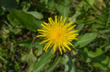 Proprietà della pilosella e controindicazioni