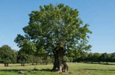 Frassino: caratteristiche e proprietà terapeutiche della pianta