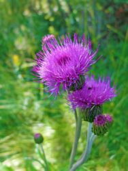 Riscoprire i cardi: cosa sono e come cucinarli