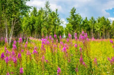 Epilobio: proprietà e utilizzi del “garofanino di bosco”