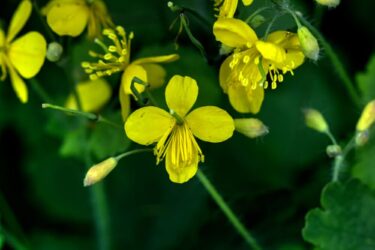 Celidonia: pianta, usi, proprietà e controindicazioni