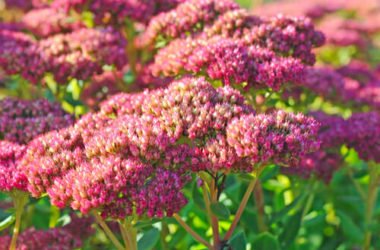 Sedum Telephium o Borracina Maggiore: proprietà e utilizzi
