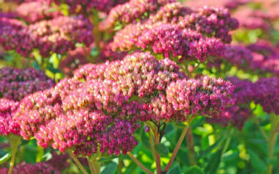 Sedum Telephium o Borracina Maggiore: proprietà e utilizzi