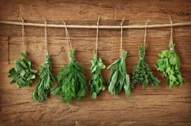 Erbe aromatiche: coltivare e raccogliere le piante aromatiche