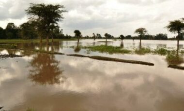 Vetiver: proprietà e utilizzi della pianta tropicale e del suo olio essenziale