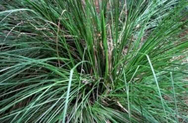 Vetiver: proprietà e utilizzi della pianta tropicale e del suo olio essenziale