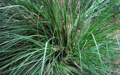 Vetiver: proprietà e utilizzi della pianta tropicale e del suo olio essenziale