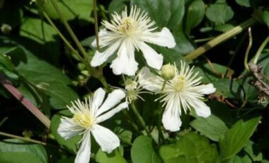 Vitalba: proprietà e controindicazioni della “erba dei pezzenti”