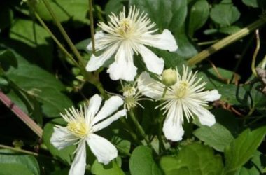 Vitalba: proprietà e controindicazioni della “erba dei pezzenti”
