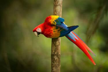 Perroquet : les espèces les plus populaires et leurs spécificités