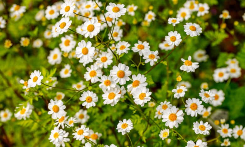 partenio tanacetum parthenium