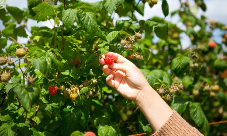 come coltivare lamponi