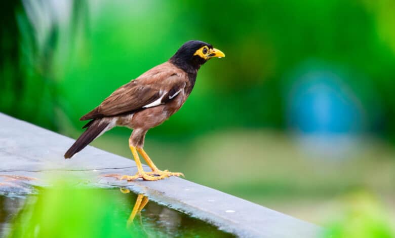 merlo indiano o gracula