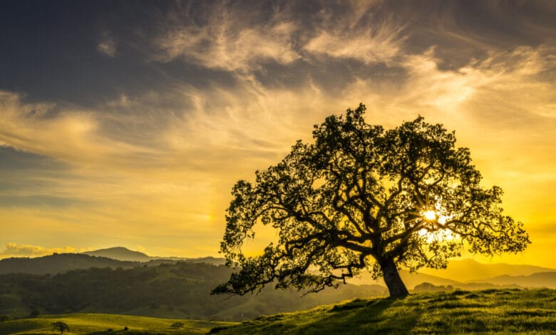 differenze tra piante arboree e arbustive