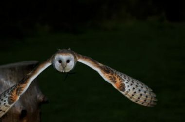 Barbagianni: caratteristiche e comportamento peculiari del rapace notturno