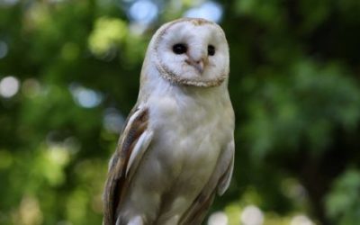 Barbagianni: caratteristiche e comportamento peculiari del rapace notturno