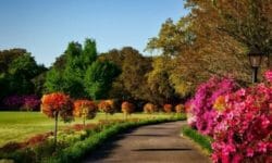 Scopriamo le differenze tra piante arboree e arbustive