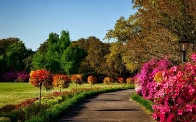 Scopriamo le differenze tra piante arboree e arbustive