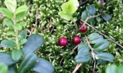 Boldo: l’alleato naturale per il benessere del fegato