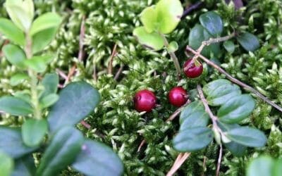 Boldo: l’alleato naturale per il benessere del fegato