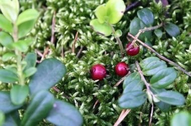 Boldo: l’alleato naturale per il benessere del fegato