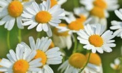 L’olio essenziale di camomilla possiede diversi benefici: ecco come utilizzarlo al meglio