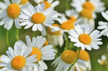L’olio essenziale di camomilla possiede diversi benefici: ecco come utilizzarlo al meglio