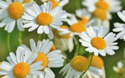 L’olio essenziale di camomilla possiede diversi benefici: ecco come utilizzarlo al meglio