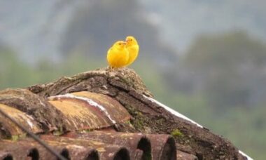 Tutto sul canarino: dall’alimentazione alla gabbia, le cose cui fare attenzione per il suo benessere