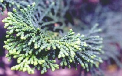 Tutto sull’olio essenziale di cipresso, un espettorante, vasocostrittore e cardiotonico naturale