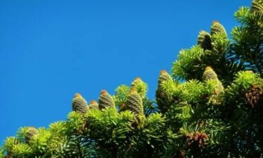 Conifere: caratteristiche delle piante ed esemplari da coltivare in giardino