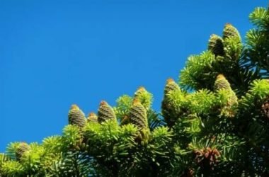 Conifere: caratteristiche delle piante ed esemplari da coltivare in giardino