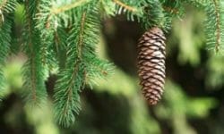 Conifere: caratteristiche delle piante ed esemplari da coltivare in giardino
