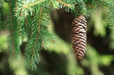 Conifere: caratteristiche delle piante ed esemplari da coltivare in giardino
