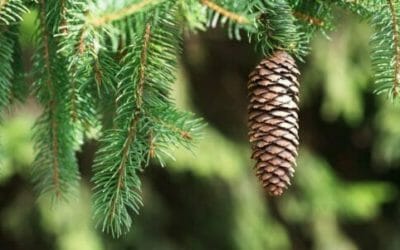 Conifere: caratteristiche delle piante ed esemplari da coltivare in giardino