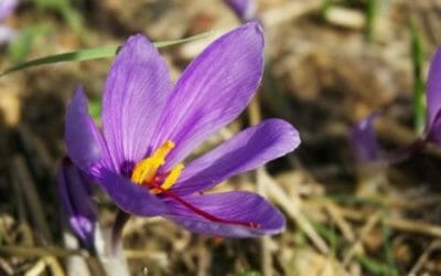 Olio essenziale di zafferano: benefici e utilizzi di questo afrodisiaco efficace anche per attenuare i dolori
