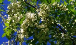 Robinia: l’albero dalle mille virtù