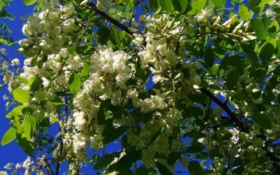 Robinia: l’albero dalle mille virtù