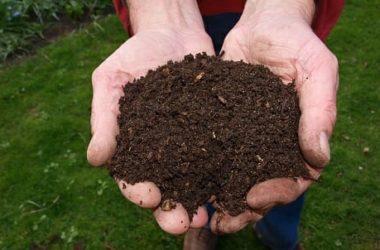 Concime organico: tutto sui metodi di fertilizzazione