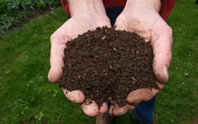 Concime organico: tutto sui metodi di fertilizzazione